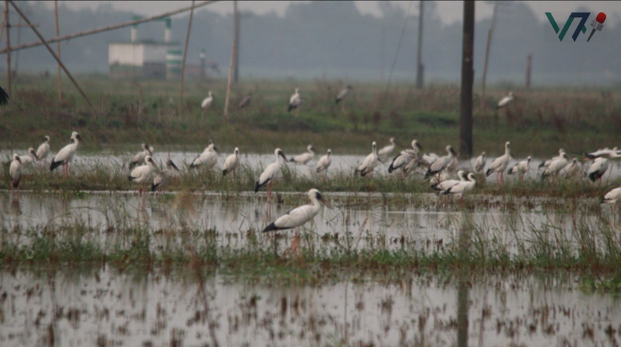 Chalan Beel teems with the presence of Shamukkhola birds. Photo: Voice7 News